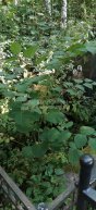 Круглова Варвара Егоровна