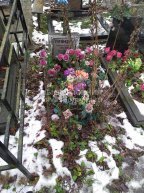 Румянцева Антонина Георгиевна